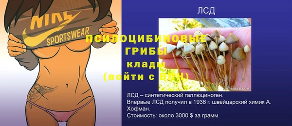 хмурый Аркадак