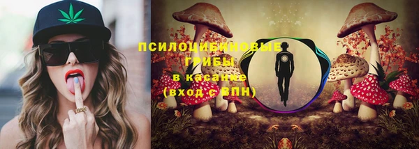 хмурый Аркадак